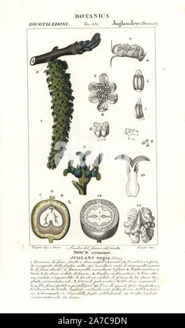 Le noyer, l'écrou dans la section, Juglans regia, originaire d'Asie. Gravure sur cuivre coloriée à crépi de Jussieu's 'Dictionary of Natural Science", Florence, Italie, 1837. Gravée par Corsi, dessiné par Pierre Jean François Turpin, et publié par Batelli e Figli. Turpin (1775-1840) est considéré comme l'un des plus grands illustrateurs botaniques français du 19e siècle. Banque D'Images