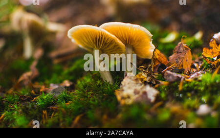 La culture des champignons dans la forêt après la pluie. Low angle view Banque D'Images