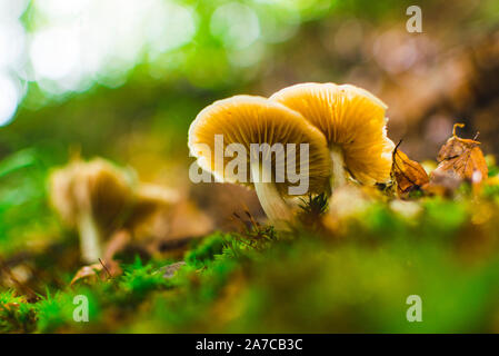 La culture des champignons dans la forêt après la pluie. Low angle view Banque D'Images