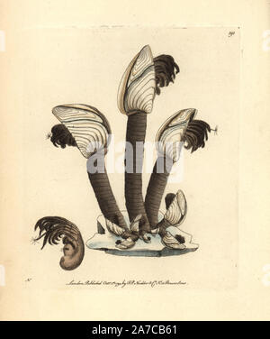 Barnacle Goose Lepas anatifera,. Il était précédemment estimé que la bernache nonnette éclos dans ce shell et pas d'un oeuf. Illustration signée N (Frederick Nodder). Coloriée à la gravure sur cuivre de George Shaw et Frederick Nodder's 'Le Naturalist's Miscellany, Londres, 1794. Sciences Nodder Frederick (17511801 ?) était un artiste et graveur d'histoire naturelle. Nodder peaufine son travail de rédaction sur le capitaine Cook et Joseph Banks' Florilegium et gravure de Parkinson Sydney Australie croquis de plantes. Il a été fait "peintre botanique à Sa Majesté la Reine Charlotte' en 1785. Banque D'Images