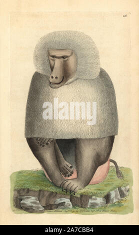 Hamadryas Papio hamadryas baboon,. Illustration signée N (Frederick Nodder). Coloriée à la gravure sur cuivre de George Shaw et Frederick Nodder's 'Le Naturalist's Miscellany' 1795. Sciences Nodder Frederick (17511801 ?) était un artiste et graveur d'histoire naturelle. Nodder peaufine son travail de rédaction sur le capitaine Cook et Joseph Banks' Florilegium et gravure de Parkinson Sydney Australie croquis de plantes. Il a été fait "peintre botanique à Sa Majesté la Reine Charlotte' en 1785. Nodder a également appelé l'études botaniques dans Thomas Martyn's Flora Rustica (1792) et 38 plaques (1799). Banque D'Images