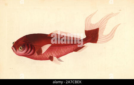 Variété de poissons rouges, Carassius auratus. (Précédemment connu sous le nom de carpe Cyprinus, télescope. Buphthalmus) Illustration signé RN (Richard Nodder). Coloriée à la gravure sur cuivre de George Shaw et Frederick Nodder's 'Le Naturalist's Miscellany' 1796. Sciences Nodder Frederick (17511801 ?) était un artiste et graveur d'histoire naturelle. Nodder peaufine son travail de rédaction sur le capitaine Cook et Joseph Banks' Florilegium et gravure de Parkinson Sydney Australie croquis de plantes. Il a été fait "peintre botanique à Sa Majesté la Reine Charlotte' en 1785. Nodder a également appelé l'études botaniques dans Thom Banque D'Images