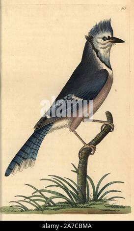 Le geai bleu, Cyanocitta cristata. Illustration dessiné et gravé par Richard Nodder Sciences. Coloriée à la gravure sur cuivre de George Shaw et Frederick Nodder's 'Le Naturalist's Miscellany, Londres, 1797. La plupart des 1 064 illustrations d'animaux, oiseaux, insectes, crustacés, poissons, la vie marine et de créatures microscopiques ont été dessiné par George Shaw, Frederick Nodder et Richard Nodder, et gravée et publiée par la famille Nodder. Frederick a attiré et gravé de nombreux cuivres jusqu'à sa mort vers 1800, et son fils Richard (17741823) était responsable de l'IA a signé des plaques. Banque D'Images