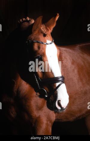 Tête de cheval photographié devant un fond noir et de la fente d'un côté. Banque D'Images