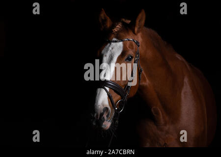 Tête de cheval photographié devant un fond noir et de la fente d'un côté. Banque D'Images