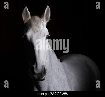 Tête de cheval photographié devant un fond noir et de la fente d'un côté. Banque D'Images