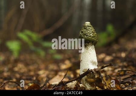 Le Phallus impudicus Linné dans la forêt. Photo a été prise dans le milieu naturel. Banque D'Images