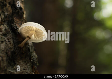 Tasses de champignons (Oudemansiella mucida) sur un beech log dans une forêt. Banque D'Images