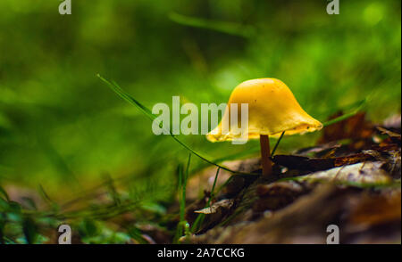 Belle orange , champignons solitaire croissant sur chemin forestier. Banque D'Images