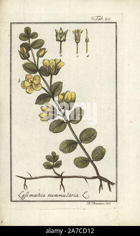 , Lysimaque nummulaire Lysimachia nummularia. Coloriée à la gravure sur cuivre d'après un dessin de B. Thanner de Johannes Zorn's 'icones plantarum medicinalium', Allemagne, 1796. Zorn (1739-99) était un pharmacien et botaniste allemand qui a voyagé dans toute l'Europe à la recherche de plantes médicinales. Banque D'Images