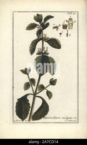 Horehoune Marrubium vulgare, blanc. La gravure sur cuivre coloriée par J.S. Leitner à partir d'un dessin de B. Thanner de Johannes Zorn's 'icones plantarum medicinalium', Allemagne, 1796. Zorn (1739-99) était un pharmacien et botaniste allemand qui a voyagé dans toute l'Europe à la recherche de plantes médicinales. Banque D'Images