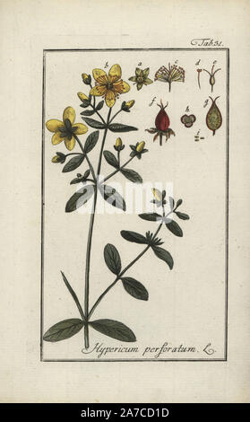 Saint John's wort, Hypericum perforatum. Coloriée à la gravure sur cuivre de Johannes Zorn's 'icones plantarum medicinalium', Allemagne, 1796. Zorn (1739-99) était un pharmacien et botaniste allemand qui a voyagé dans toute l'Europe à la recherche de plantes médicinales. Banque D'Images