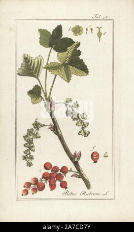 Groseille, Ribes rubrum. Coloriée à la gravure sur cuivre de Johannes Zorn's 'icones plantarum medicinalium', Allemagne, 1796. Zorn (1739-99) était un pharmacien et botaniste allemand qui a voyagé dans toute l'Europe à la recherche de plantes médicinales. Banque D'Images