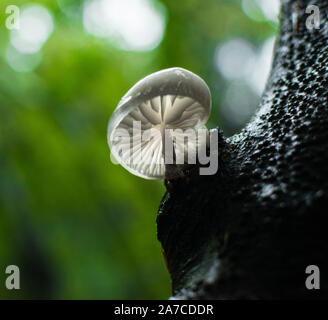 Tasses de champignons (Oudemansiella mucida) sur un journal dans une forêt. Banque D'Images