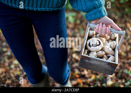 Close Up of Woman Holding Baket en bois de champignons sauvages fraîchement cueillis Banque D'Images
