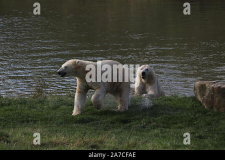 Les ours polaires mâles, Nobby & Nissan jouant (Ursus maritimus) Banque D'Images