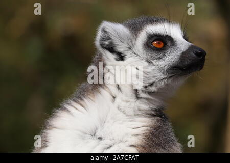 Bague mâle lémurien à queue (Lemur catta) Banque D'Images