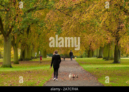 Northampton, Royaume-Uni. 1er novembre 2019, UK, un temps plus doux matin humide après la pluie tombée pendant la nuit, une dame ayant une fin de matinée de marche avec le chien en Abington Park. J Keith Smith./Alamy Live News Banque D'Images