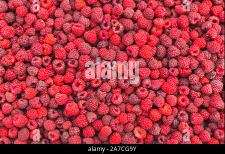Photo plein cadre de délicieuses framboises fraîchement cueillies . Banque D'Images