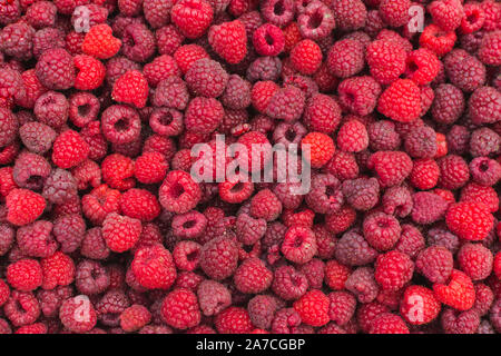 Photo plein cadre de délicieuses framboises fraîchement cueillies . Banque D'Images