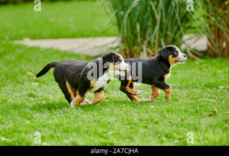 Deux chiots d'exécution du Grand Chien de Montagne Suisse Banque D'Images