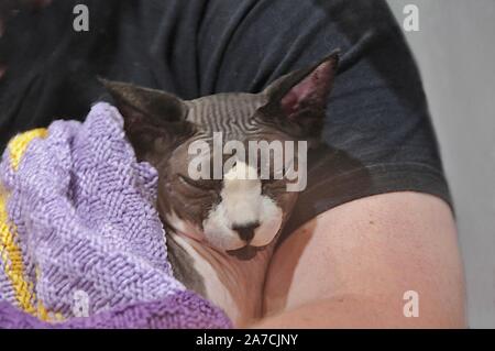 Un Sphynx sans poil chat reçoit une caresse, à l'échelle nationale Pet Show, au London's ExCel Centre. Banque D'Images