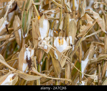 Épi de blé avec des noyaux couvertes de neige sur cornstalk dans un champ. Tempête de neige au début de l'hiver dans l'Illinois central arrêté saison des récoltes Banque D'Images