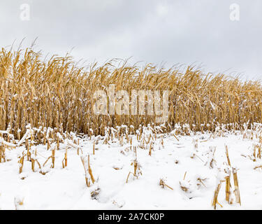 Avec un champ de tiges et d'épis de maïs recouvert de neige. Au début de l'hiver tempête arrêté la fin des récoltes dans le centre de l'Illinois Banque D'Images