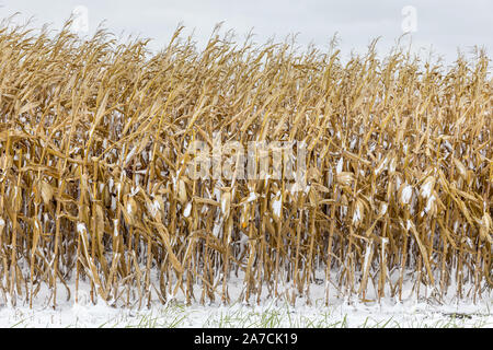 Avec un champ de tiges et d'épis de maïs recouvert de neige. Au début de l'hiver tempête arrêté la fin des récoltes dans le centre de l'Illinois Banque D'Images