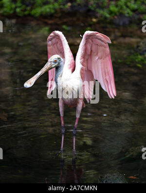 Roseate Spoonbill bird close up dans l'eau avec ses ailes réparties et affichant son corps, les ailes, le projet de loi, de l'œil, de l'environnement et ses environs avec une carte réseau Banque D'Images