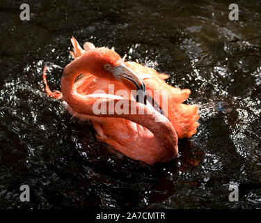 Flamingo oiseau dans l'eau une vue en gros plan et le bain et affichant son beau corps, tête, bec, oeil, dans son environnement et ses environs. Banque D'Images