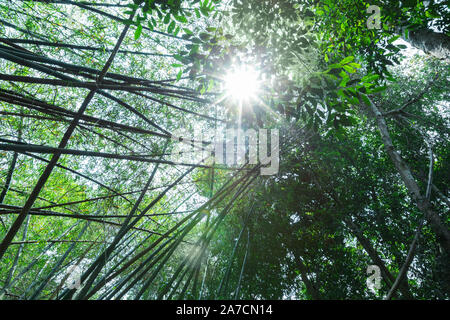 Le soleil brille à travers les fourrés de bambous tropicaux dans la jungle vietnamienne Banque D'Images