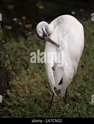 Oiseau Grue blanche close up Standing Tall ses ailes de nettoyage et d'afficher son beau corps, tête, bec, oeil, pieds dans son environnement et de l'environnem Banque D'Images