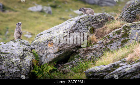 Photo prise pendant le Tour des Glaciers de la Vanoise, le mois d'août, avec 3 enfants. Les marmottes. Banque D'Images