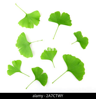 Le Ginkgo Biloba contre fond blanc Banque D'Images