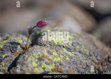 La fleur de Pulsatilla vernalis se rapproche. Roches porphyres. Végétation de montagne de roches. Groupe de montagne Lagorai en Trentin. Alpes Italiennes. Europe. Banque D'Images