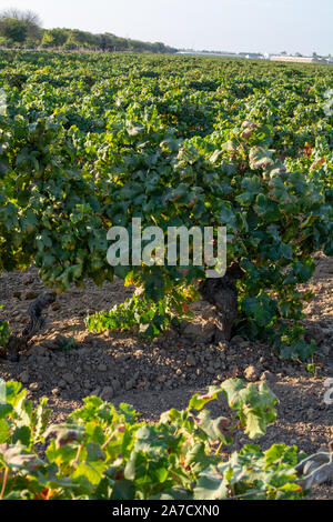 Paysage avec de célèbres vignobles vins sherry en Andalousie, Espagne, doux pedro ximenez ou muscat, ou prêt pour la récolte de raisins palomino, utilisé pour pr Banque D'Images