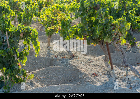 Paysage avec de célèbres vignobles vins sherry en Andalousie, Espagne, doux pedro ximenez ou muscat, ou prêt pour la récolte de raisins palomino, utilisé pour pr Banque D'Images