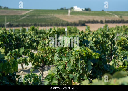 Paysage avec de célèbres vignobles vins sherry en Andalousie, Espagne, doux pedro ximenez ou muscat, ou prêt pour la récolte de raisins palomino, utilisé pour pr Banque D'Images