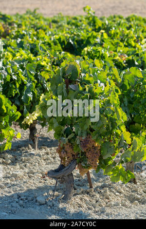 Paysage avec de célèbres vignobles vins sherry en Andalousie, Espagne, doux pedro ximenez ou muscat, ou prêt pour la récolte de raisins palomino, utilisé pour pr Banque D'Images