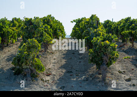 Paysage avec de célèbres vignobles vins sherry en Andalousie, Espagne, doux pedro ximenez ou muscat, ou prêt pour la récolte de raisins palomino, utilisé pour pr Banque D'Images