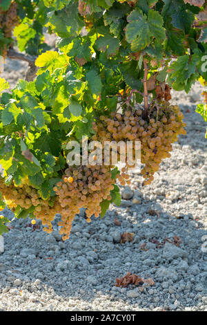 Paysage avec de célèbres vignobles vins sherry en Andalousie, Espagne, doux pedro ximenez ou muscat, ou prêt pour la récolte de raisins palomino, utilisé pour pr Banque D'Images