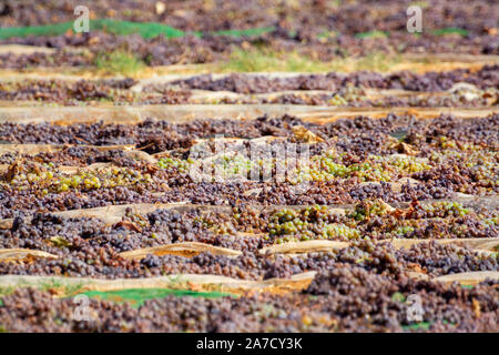 Le séchage traditionnel vin doux de raisin pedro ximenez sous le soleil chaud sur les champs dans la région de vin Montilla-Moriles, Andalousie, Espagne Banque D'Images