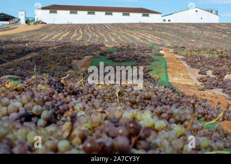 Le séchage traditionnel vin doux de raisin pedro ximenez sous le soleil chaud sur les champs dans la région de vin Montilla-Moriles, Andalousie, Espagne Banque D'Images