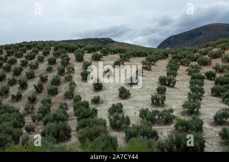 Les jeunes oliviers croissant sur les plantations en lignes en Andalousie près de Cordoba, Espagne Banque D'Images