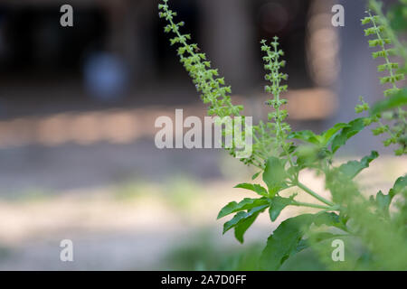 Plante de basilic frais arbre sur fond nature - feuille verte et basilic pourpre fleur plante légumes et d'herbes en thaï asiatique. Arbre plante de basilic frais sur nat Banque D'Images