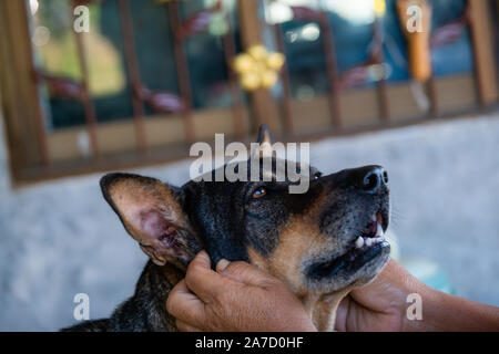 Chien thaïlandais est pat sa tête par l'humain dans la matinée. Banque D'Images