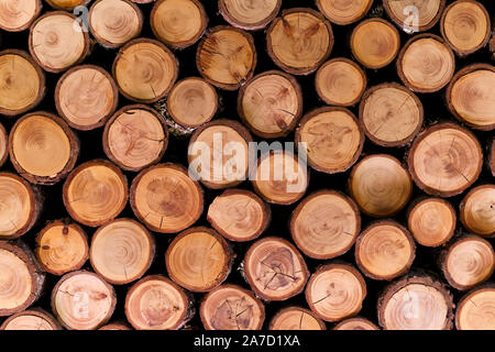 Mur de bois empilées tranches rondes naturelles Banque D'Images