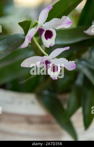 Dendrobium Noble (Dendrobium nobile hybride), portugais : Dendrobio, Olho-de-boneca. Orchidée, fleur, fleurs colorées, Asuncion, Paraguay Banque D'Images