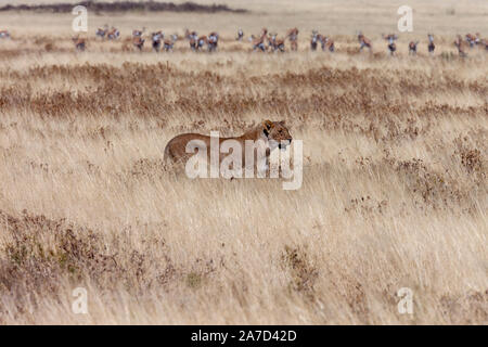 Lioness (Panthera leo) la chasse à proximité d'un troupeau d'antilopes springboks dans les prairies du parc national d'Etosha en Namibie, l'Afrique. Banque D'Images